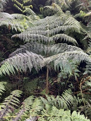 Dryopteris tetrapinnata