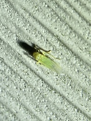 Cicadomorpha