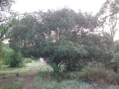 Olea europaea cuspidata