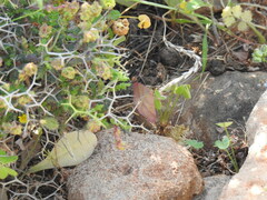 Rhodostrophia cretacaria