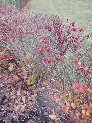 Berberis vulgaris