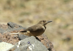 Agriornis montanus