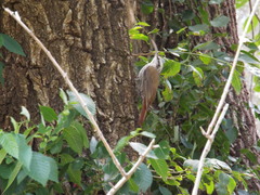 Lepidocolaptes angustirostris