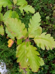 Scandosorbus intermedia