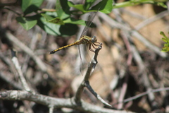Orthetrum machadoi