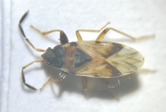 Scolopostethus thomsoni