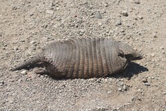 Chaetophractus villosus