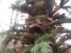 Troglodytes troglodytes