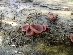 Ascocoryne cylichnium