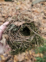 Troglodytes troglodytes