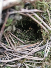 Troglodytes troglodytes