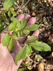 Ligustrum obtusifolium