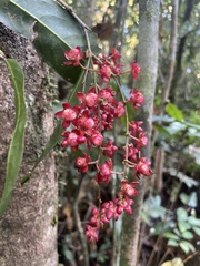 Ochnaceae