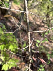 Ligustrum obtusifolium