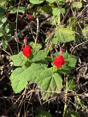 Malvaviscus arboreus