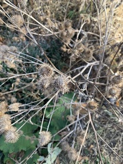 Arctium