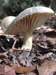 Megacollybia