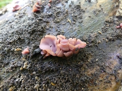 Ascocoryne cylichnium