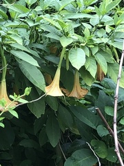 Brugmansia