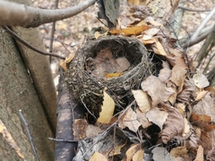Turdus merula