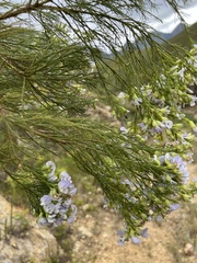 Psoralea