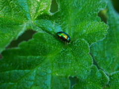 Chrysolina fastuosa