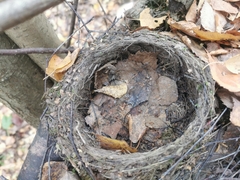 Turdus merula