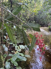 Ochnaceae