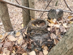 Turdus merula