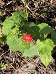 Malvaviscus arboreus