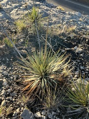 Yucca reverchonii