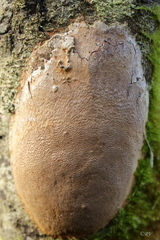 Fomitiporia punctata