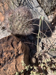 Echinomastus warnockii