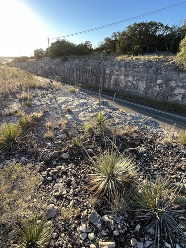 Yucca reverchonii