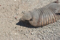 Chaetophractus villosus