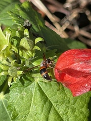 Malvaviscus arboreus