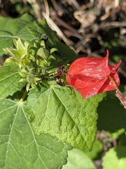 Malvaviscus arboreus