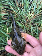 Leptocottus armatus