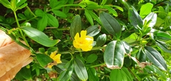 Jasminum mesnyi