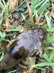 Leptocottus armatus