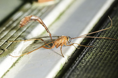 Enicospilus americanus-complex