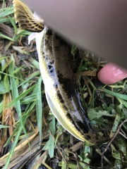 Leptocottus armatus