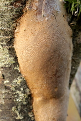 Fomitiporia punctata