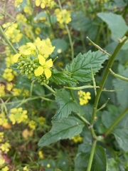 Rhamphospermum arvense