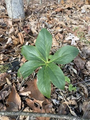 Helleborus orientalis