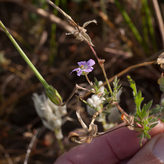 Erodium botrys