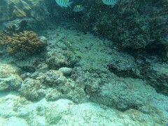 Epinephelus labriformis