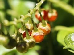 Solanum bahamense
