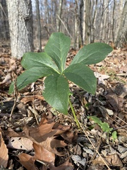 Helleborus orientalis