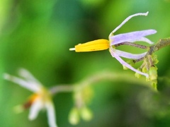 Solanum bahamense